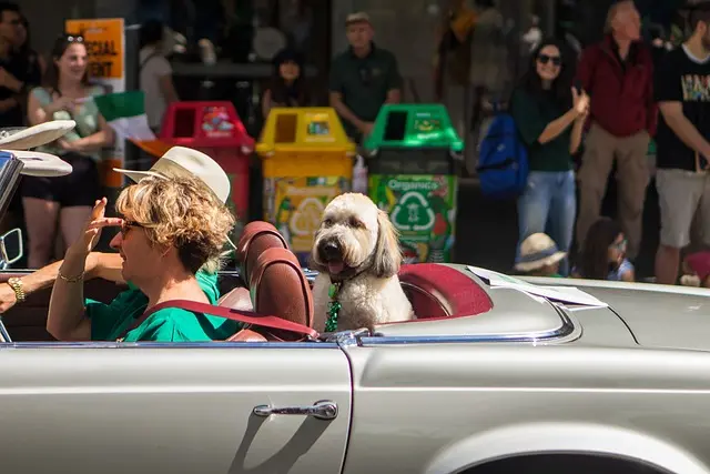 Traveling with Dogs: Common Buying Mistakes
