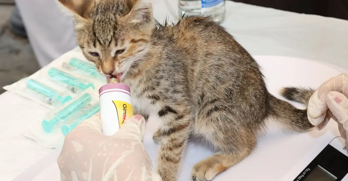Essential Emergency Pet Care Tips for Every Owner