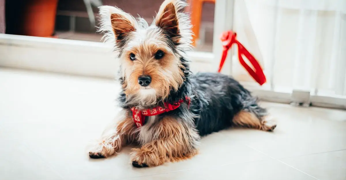 Pet Safety at Home: Essential Tips for a Safe Environment