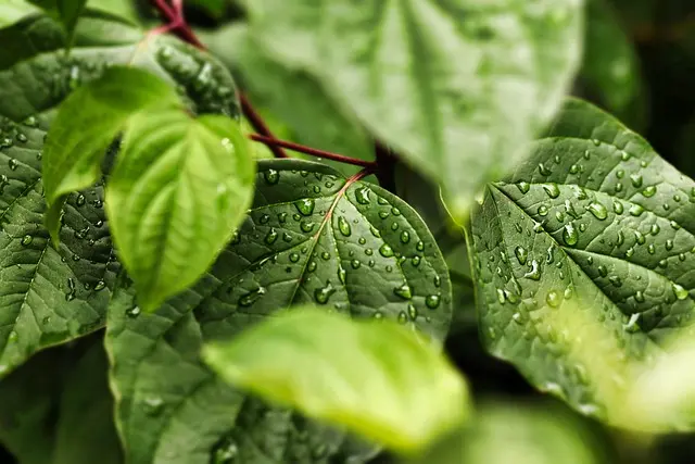 Best Eco-Friendly Pet Products to Buy