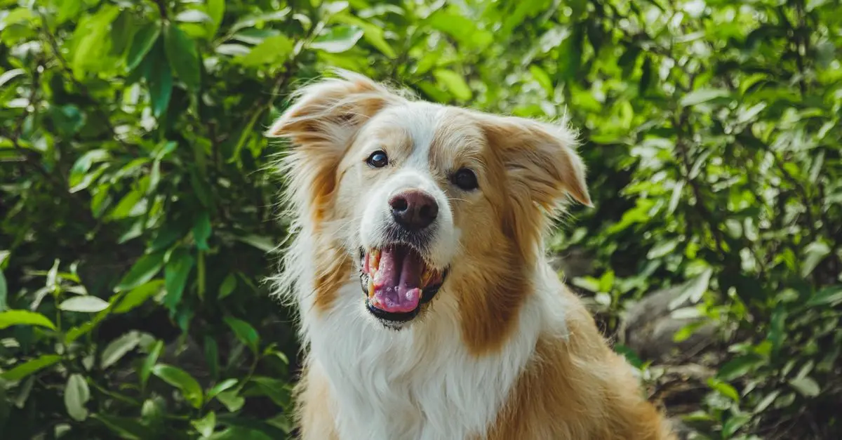 The Best Dog Food for Allergies: A Comprehensive Guide