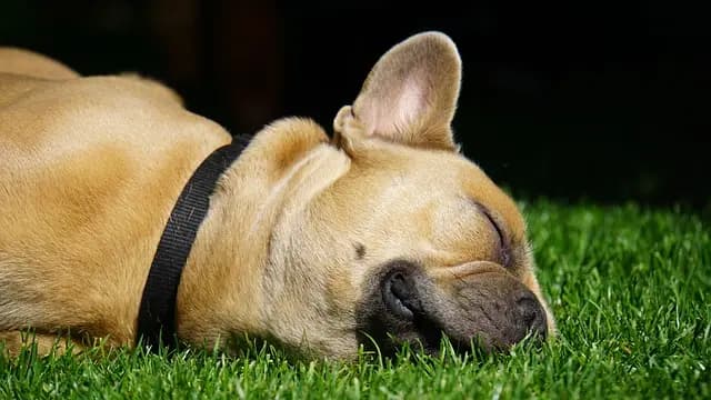 Best Dog Training Collars: Complete Buying Guide