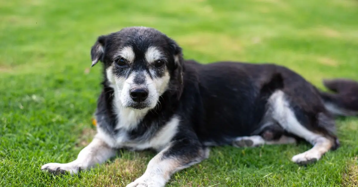 Essential Senior Pet Care Tips: Avoiding Common Mistakes