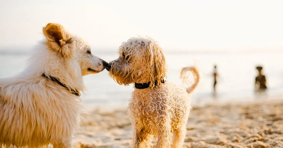Best Pet Water Dispensers: Your Ultimate Buying Guide