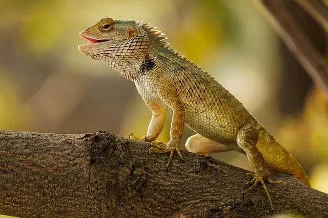 Évitez les Erreurs Communes en Jardinage Urbain