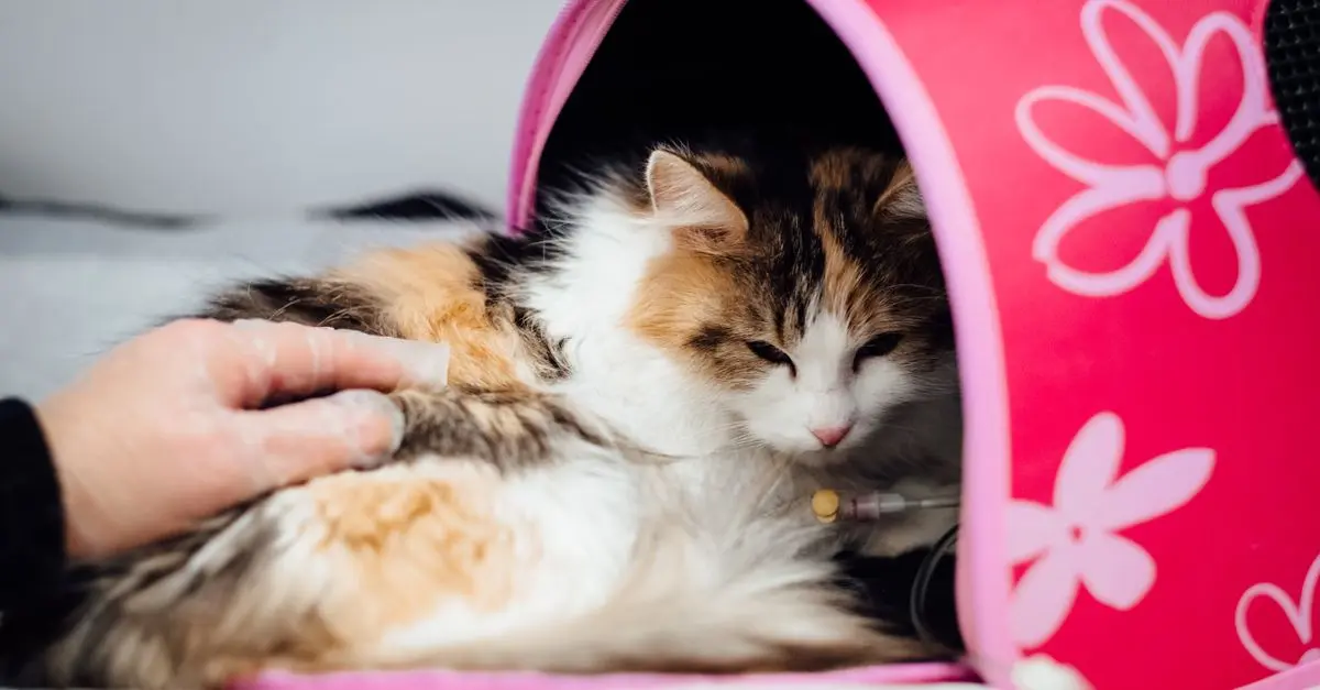 Signs of Pet Illness: What Every Pet Owner Should Know