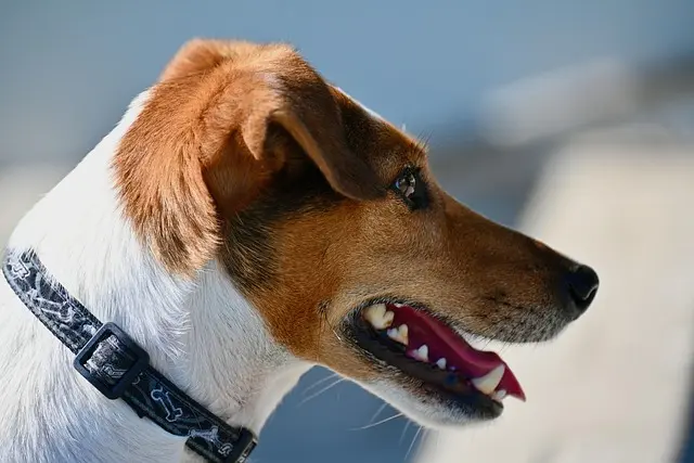 Best Pet Photography Tips: A Complete Buying Guide