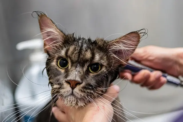 Best Practices for Kitten Care: Complete Guide