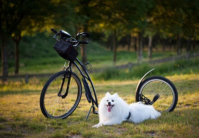 Best Pet Accessories for Dogs: Your Ultimate Buying Guide
